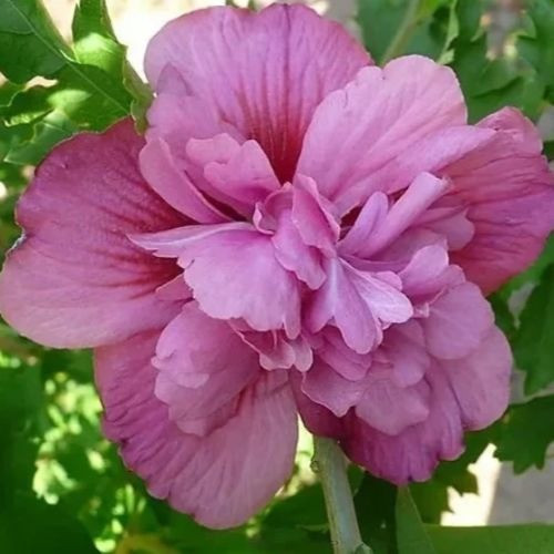 Гібіскус сирійський Люсі